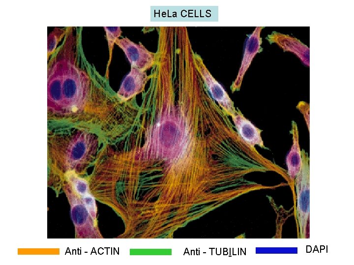 He. La CELLS Anti - ACTIN Anti - TUBILIN DAPI 