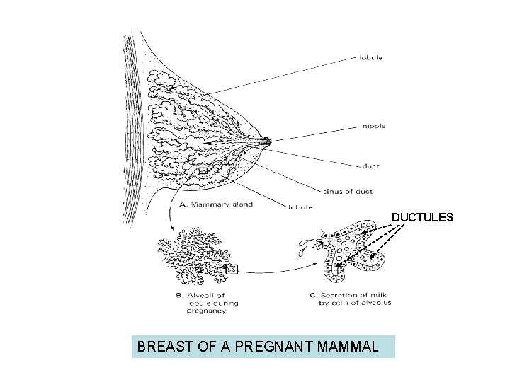 DUCTULES BREAST OF A PREGNANT MAMMAL 