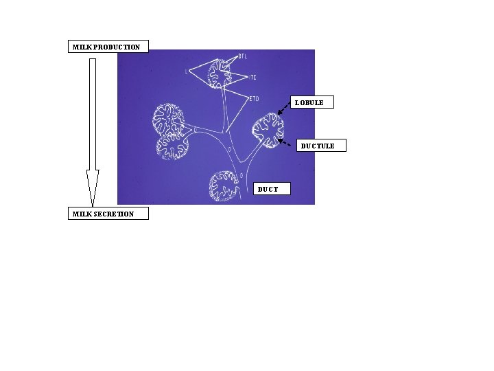 MILK PRODUCTION LOBULE DUCT MILK SECRETION 