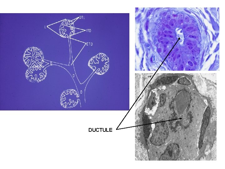 DUCTULE 
