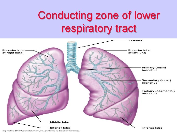 Conducting zone of lower respiratory tract 