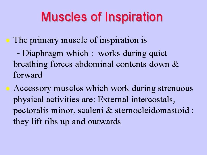 Muscles of Inspiration l l The primary muscle of inspiration is - Diaphragm which