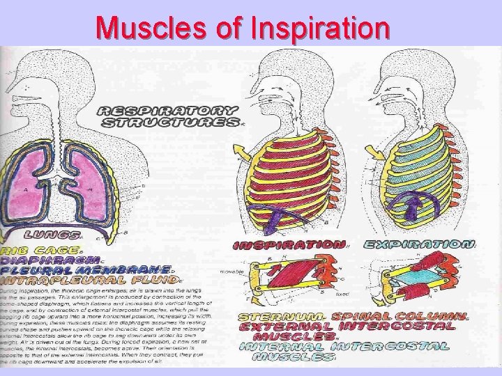 Muscles of Inspiration 