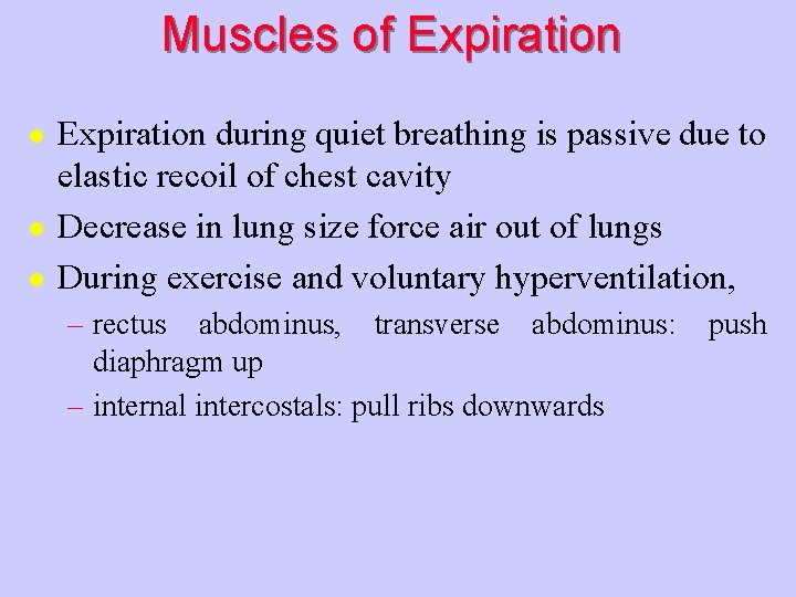 Muscles of Expiration l l l Expiration during quiet breathing is passive due to