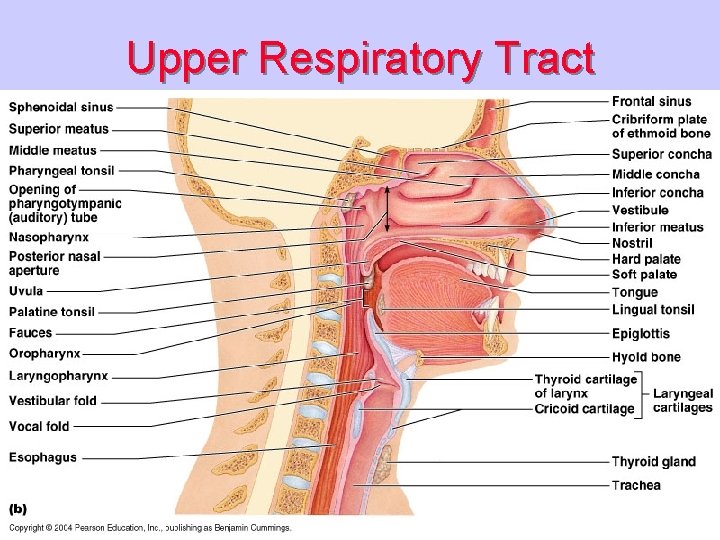 Upper Respiratory Tract 