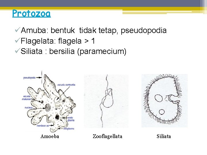 Protozoa üAmuba: bentuk tidak tetap, pseudopodia üFlagelata: flagela > 1 üSiliata : bersilia (paramecium)