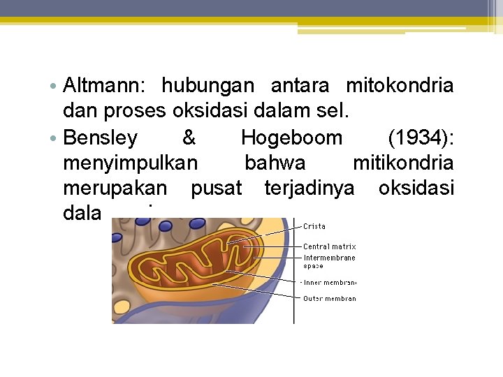  • Altmann: hubungan antara mitokondria dan proses oksidasi dalam sel. • Bensley &