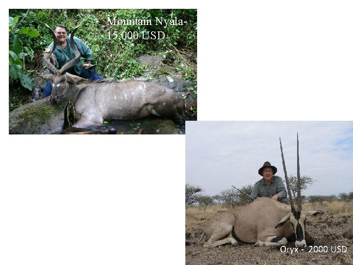 Mountain Nyala 15, 000 USD Oryx - 2000 USD 