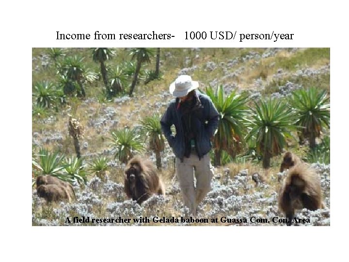 Income from researchers- 1000 USD/ person/year A field researcher with Gelada baboon at Guassa