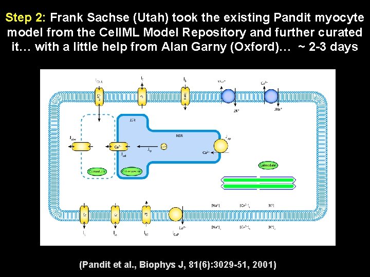 Step 2: Frank Sachse (Utah) took the existing Pandit myocyte model from the Cell.