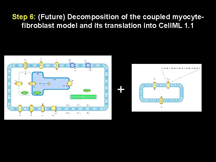 Step 6: (Future) Decomposition of the coupled myocytefibroblast model and its translation into Cell.