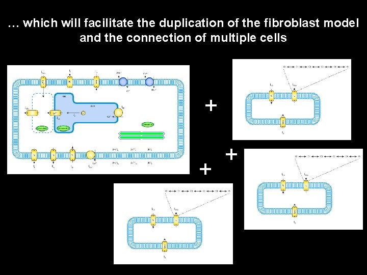 … which will facilitate the duplication of the fibroblast model and the connection of