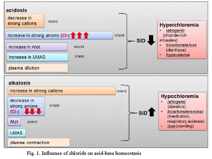 Fig. 1. Influence of chloride on acid-base homeostasis 