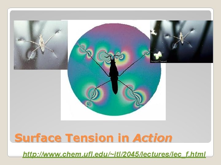 Surface Tension in Action http: //www. chem. ufl. edu/~itl/2045/lectures/lec_f. html 