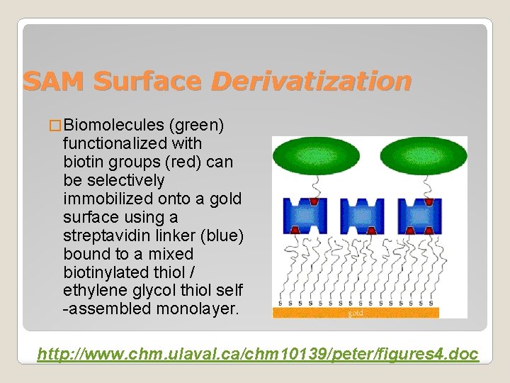 SAM Surface Derivatization � Biomolecules (green) functionalized with biotin groups (red) can be selectively