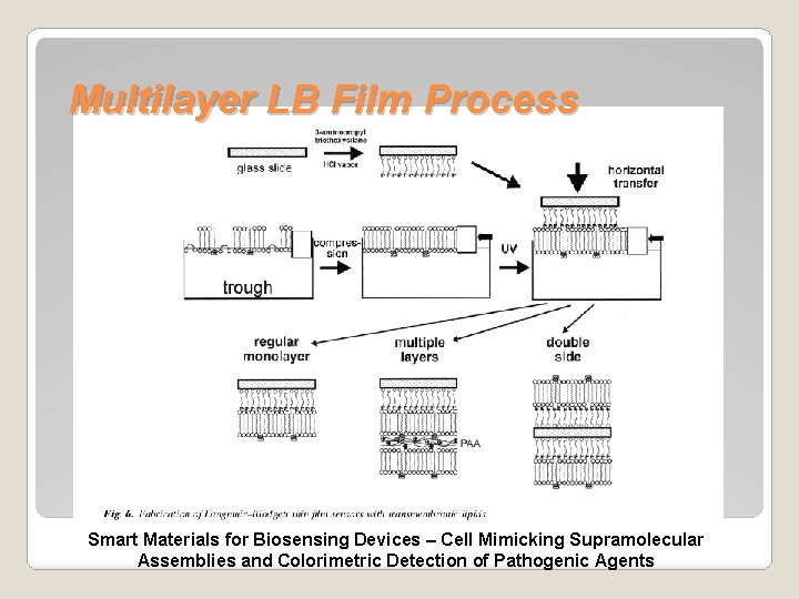 Multilayer LB Film Process Smart Materials for Biosensing Devices – Cell Mimicking Supramolecular Assemblies