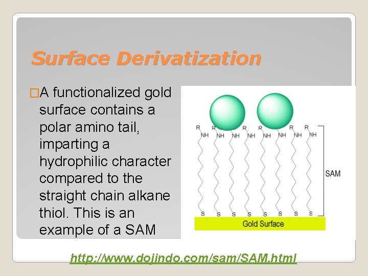 Surface Derivatization �A functionalized gold surface contains a polar amino tail, imparting a hydrophilic