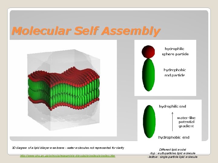 Molecular Self Assembly 3 D diagram of a lipid bilayer membrane - water molecules