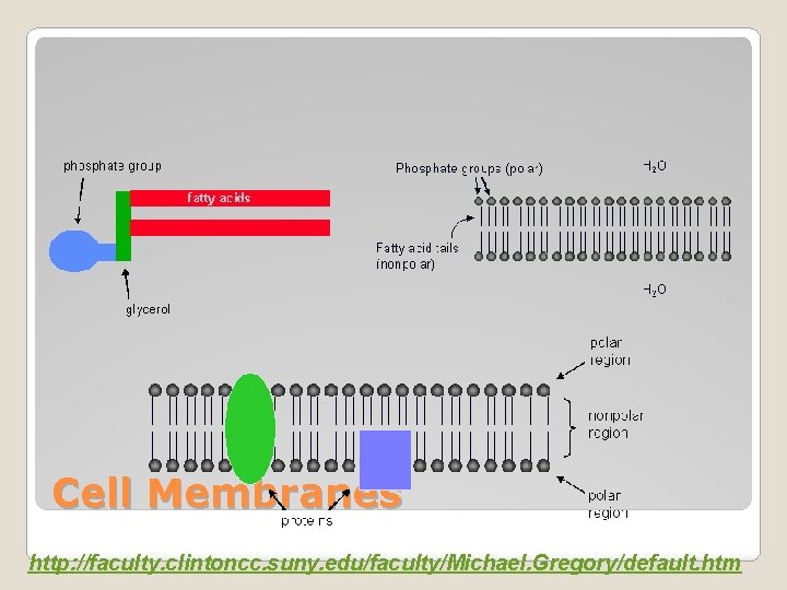 Cell Membranes http: //faculty. clintoncc. suny. edu/faculty/Michael. Gregory/default. htm 