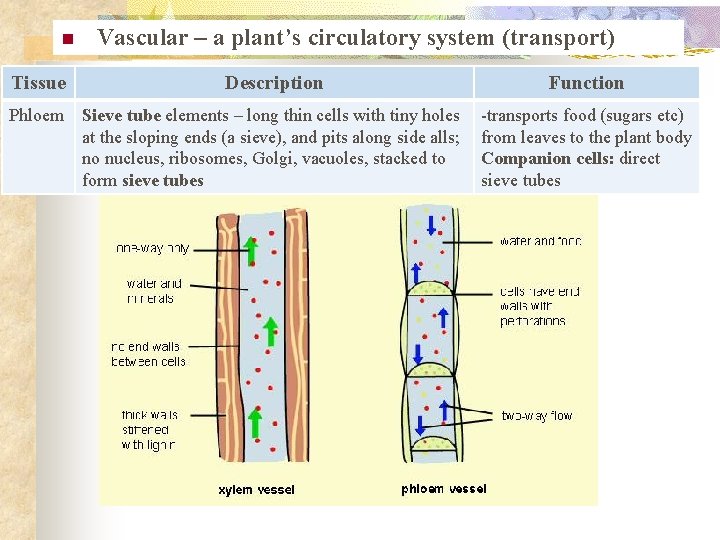 n Vascular – a plant’s circulatory system (transport) Tissue Description Function Phloem Sieve tube