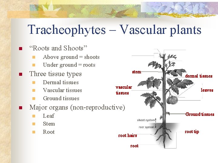 Tracheophytes – Vascular plants n “Roots and Shoots” n n n stem Three tissue