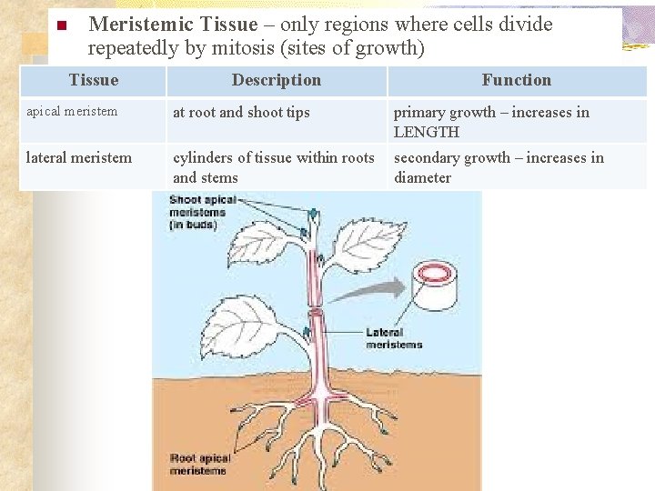 n Meristemic Tissue – only regions where cells divide repeatedly by mitosis (sites of