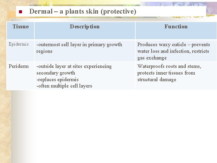 n Tissue Dermal – a plants skin (protective) Description Function Epidermis -outermost cell layer