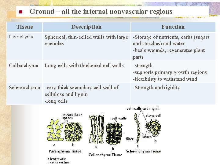 n Ground – all the internal nonvascular regions Tissue Description Function Parenchyma Spherical, thin-celled