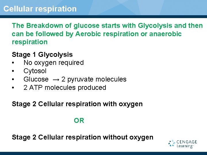Cellular respiration The Breakdown of glucose starts with Glycolysis and then can be followed