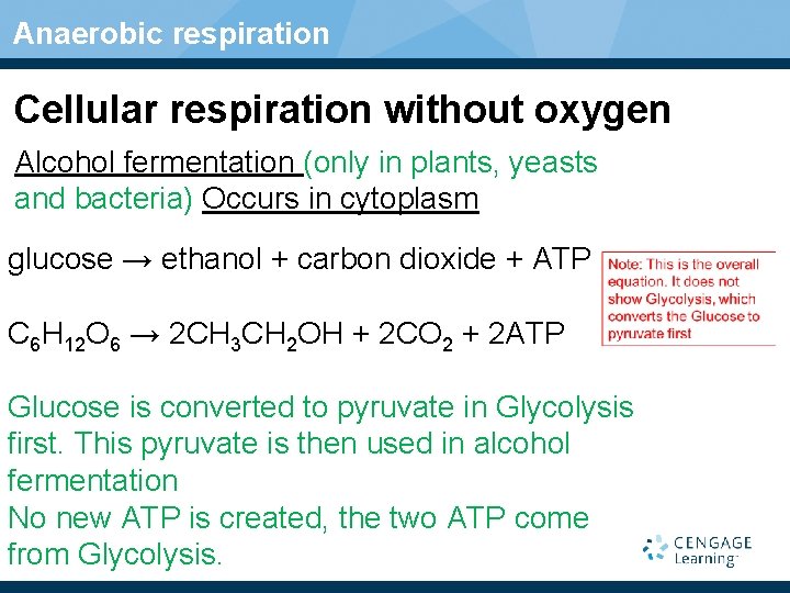 Anaerobic respiration Cellular respiration without oxygen Alcohol fermentation (only in plants, yeasts and bacteria)