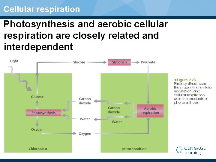 Cellular respiration Photosynthesis and aerobic cellular respiration are closely related and interdependent 