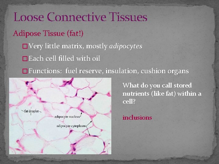 Loose Connective Tissues Adipose Tissue (fat!) � Very little matrix, mostly adipocytes � Each