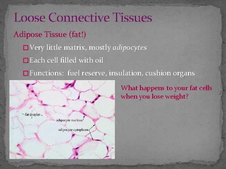 Loose Connective Tissues Adipose Tissue (fat!) � Very little matrix, mostly adipocytes � Each