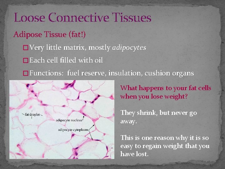 Loose Connective Tissues Adipose Tissue (fat!) � Very little matrix, mostly adipocytes � Each
