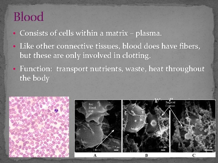 Blood • Consists of cells within a matrix – plasma. • Like other connective