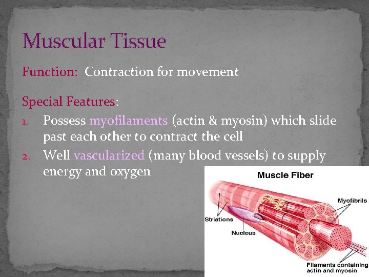 Muscular Tissue Function: Contraction for movement Special Features: 1. Possess myofilaments (actin & myosin)