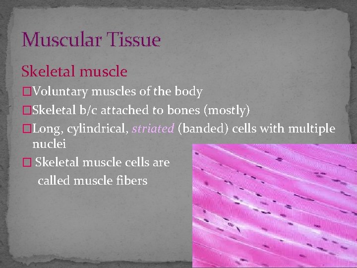 Muscular Tissue Skeletal muscle �Voluntary muscles of the body �Skeletal b/c attached to bones