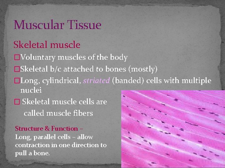 Muscular Tissue Skeletal muscle �Voluntary muscles of the body �Skeletal b/c attached to bones