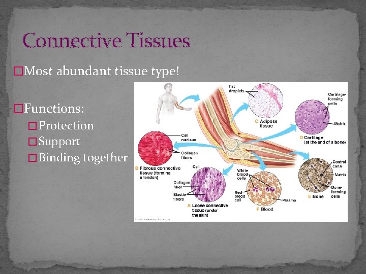Connective Tissues �Most abundant tissue type! �Functions: � Protection � Support � Binding together