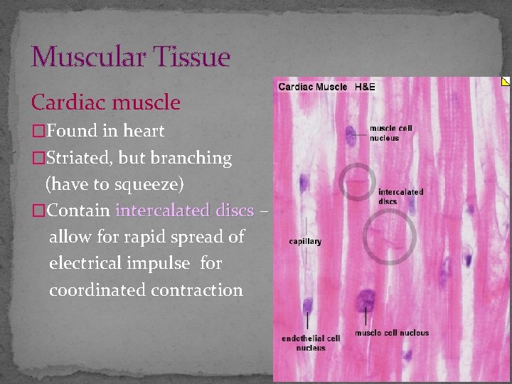 Muscular Tissue Cardiac muscle �Found in heart �Striated, but branching (have to squeeze) �Contain