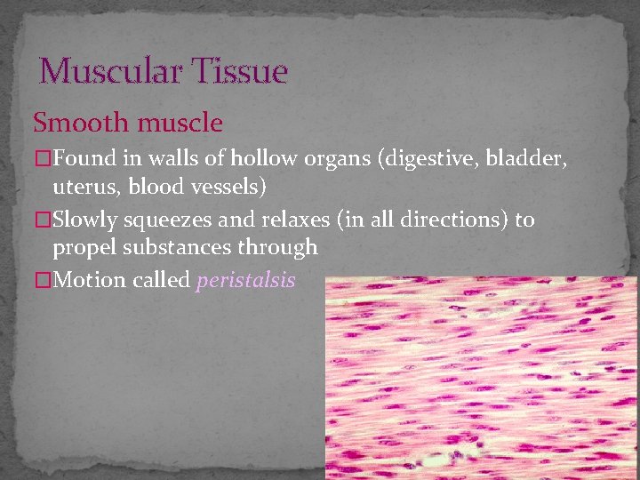 Muscular Tissue Smooth muscle �Found in walls of hollow organs (digestive, bladder, uterus, blood