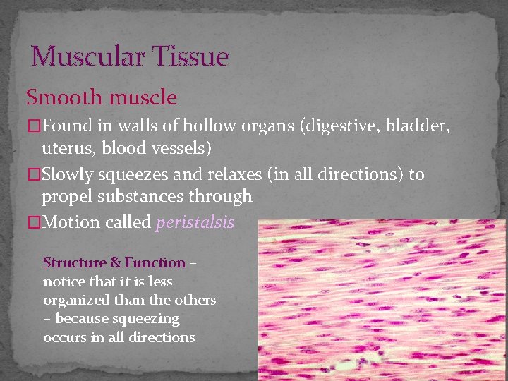 Muscular Tissue Smooth muscle �Found in walls of hollow organs (digestive, bladder, uterus, blood