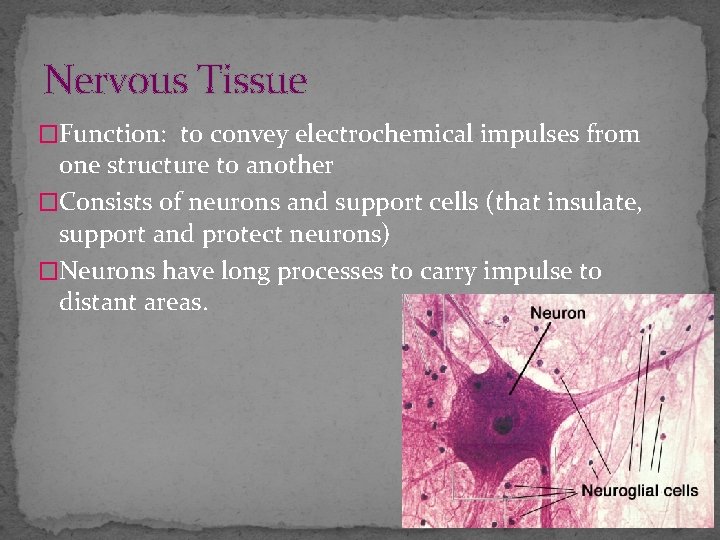 Nervous Tissue �Function: to convey electrochemical impulses from one structure to another �Consists of