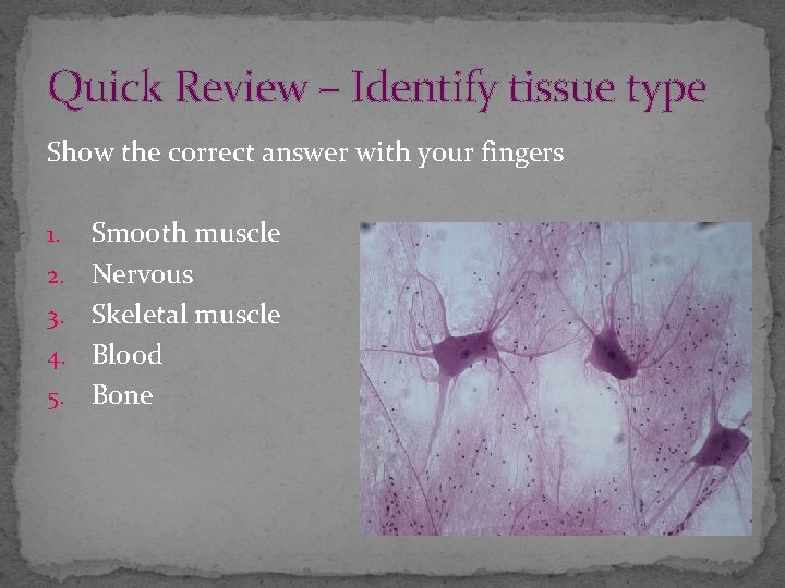 Quick Review – Identify tissue type Show the correct answer with your fingers 1.