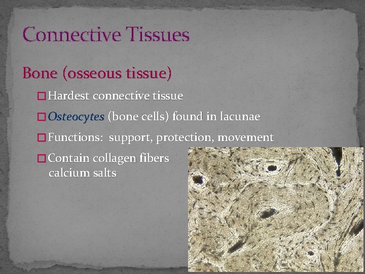 Connective Tissues Bone (osseous tissue) � Hardest connective tissue � Osteocytes (bone cells) found