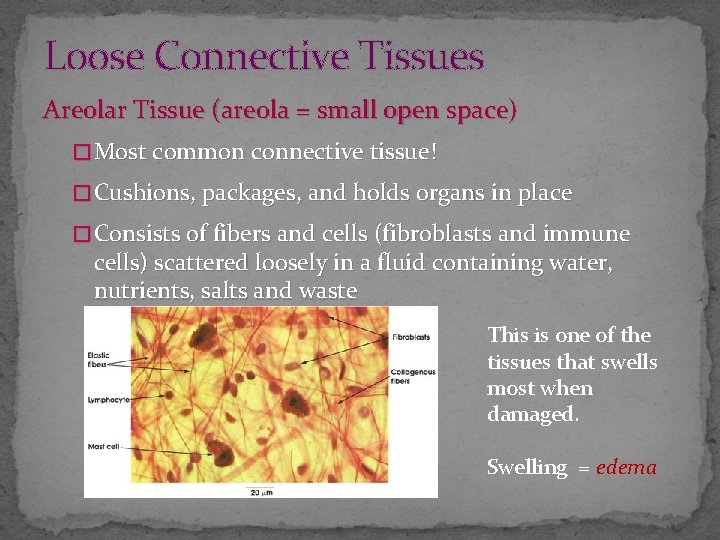 Loose Connective Tissues Areolar Tissue (areola = small open space) � Most common connective