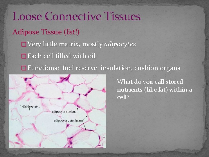 Loose Connective Tissues Adipose Tissue (fat!) � Very little matrix, mostly adipocytes � Each