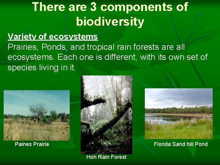 There are 3 components of biodiversity Variety of ecosystems Prairies, Ponds, and tropical rain