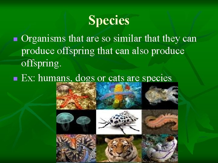Species n n Organisms that are so similar that they can produce offspring that