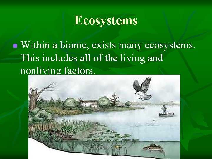 Ecosystems n Within a biome, exists many ecosystems. This includes all of the living